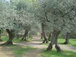 Villa Adriana (27)